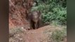 Image of the day: Forest officials reunite elephant calf with its herd