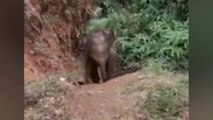 Image of the day: Forest officials reunite elephant calf with its herd