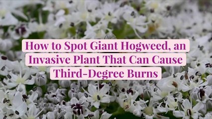 How to Spot Giant Hogweed, an Invasive Plant That Can Cause Third-Degree Burns