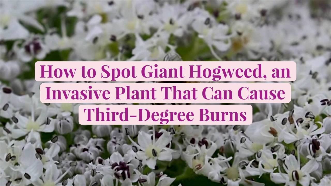 How to Spot Giant Hogweed, an Invasive Plant That Can Cause Third-Degree Burns