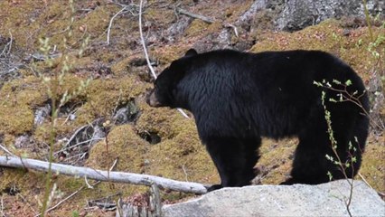 Hungry Bear Filmed Having a Gourd Time Munching on Giant Pumpkin in Gatlinburg