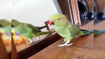 Funny Parrots Videos Compilation Cute Moment of the Parrots  Cutest Parrots   Compilation