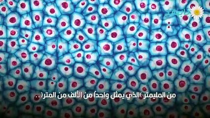 أكبر وأصغر الخلايا في جسم الإنسان