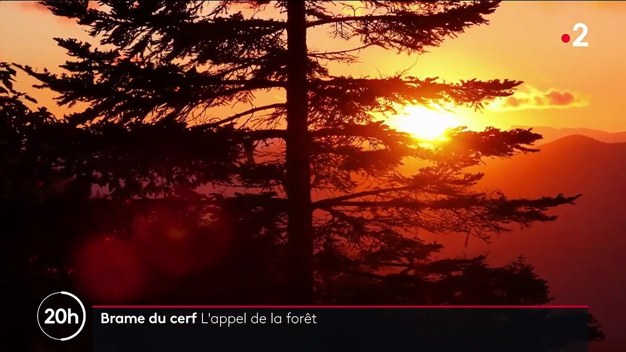 Animaux : la saison du brame du cerf a débuté