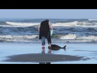 Woman Rescues Baby Dolphin
