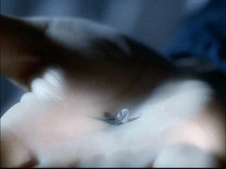 clark/lana orange tree