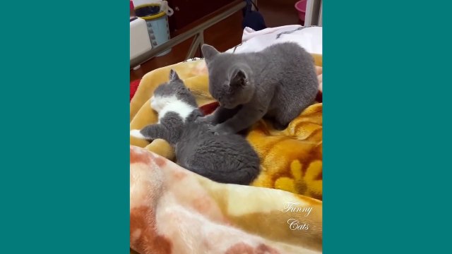 Funny Cats Mother cats protecting their Baby kittens