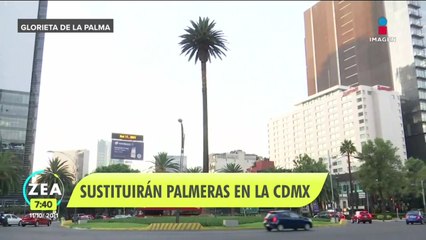 Sustituirán palmeras muertas por plaga en la CDMX