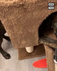 Tonka the Boxer Gets Stuck in Cat Sibling's Play Set