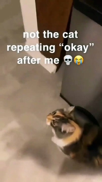 cutes cat