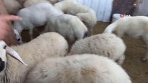 Sokak köpekleri koyunlara saldırdı