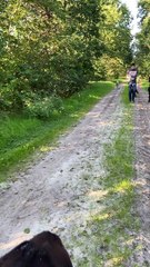 Playful Alpacas Get Tripped Up