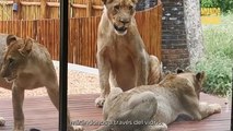 ¿Eres tan valiente como ellos? Impresionantes encuentros con leones