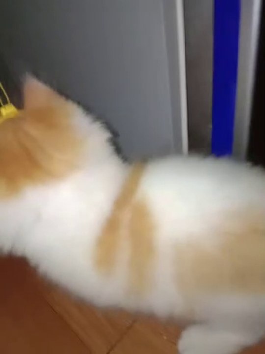 Kucing yang lucu