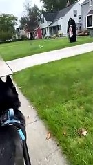 Husky Stops in His Tracks When he Spots Halloween Decoration