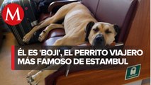 ¡Perro a bordo! Boji, el lomito errante que viaja en tranvía en Estambul