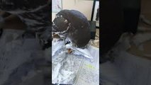 Barking Owl Tears up Paperwork