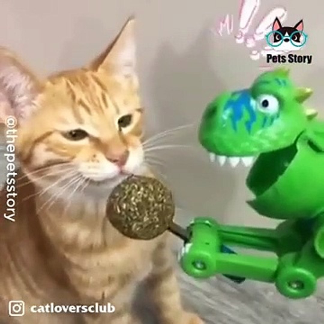 ⁣Pets are very Clever  Hilarious Reaction Of Pets  Pets Story 20