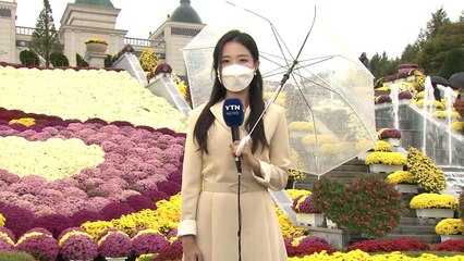 [날씨] 절기 '한로' 전국 비...임실에 퍼지는 국화꽃 향기 / YTN
