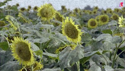 日劇-棋盤上的向日葵04