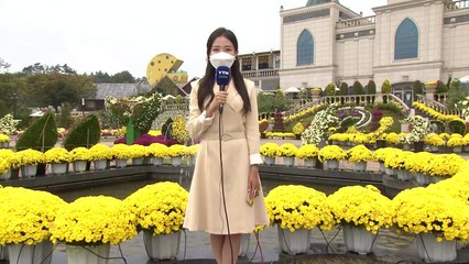 [날씨] 절기 '한로' 전국 비...임실에 가을꽃 만발 / YTN