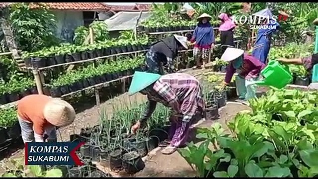 Panen Raya, Kelompok Tani Wanita Bagi-Bagi Sayuran