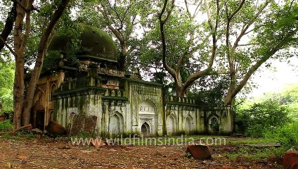A forgotten Mughal tomb in Delhi
