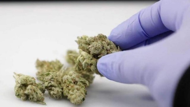 Bihar: Marijuana worth Rs 6 Lakh seized in train at Chapra