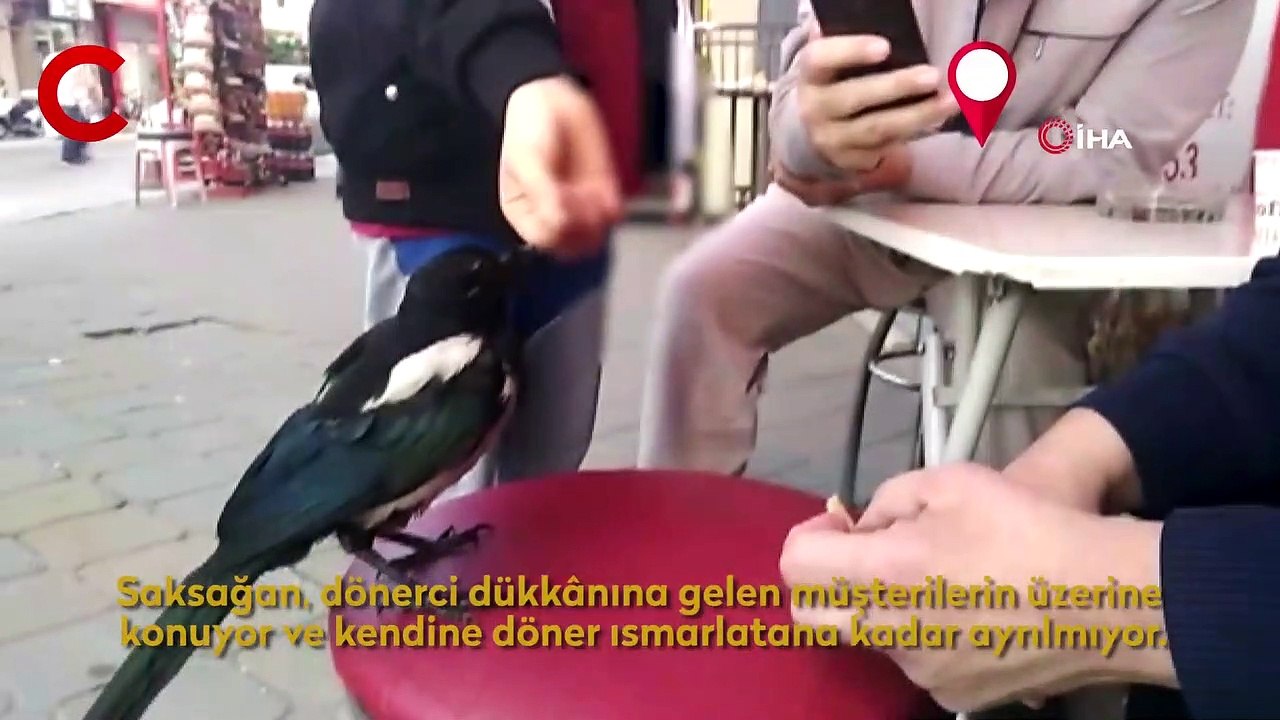 Bu saksağan kendine döner ısmarlatıyor