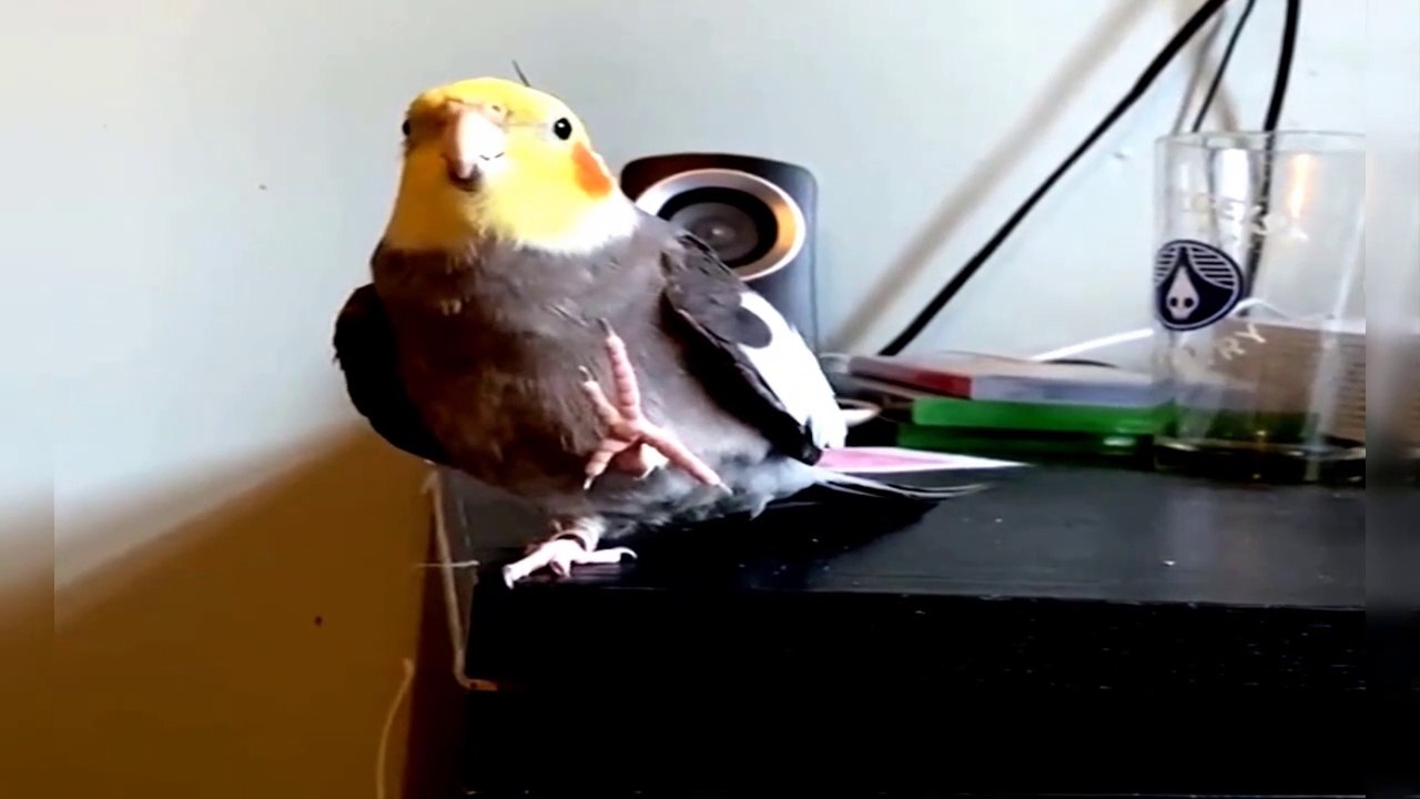 Baby Animals  Funny Parrots and Cute Birds Compilation