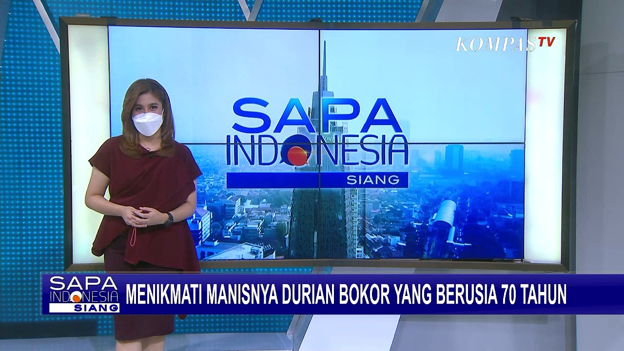 Legit! Begini Bentuk Durian Bokor dari Pohon yang Berusia 70 Tahun