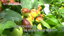 [TESTY] Crunchy and delicious jujube, 생방송 오늘 저녁 211008