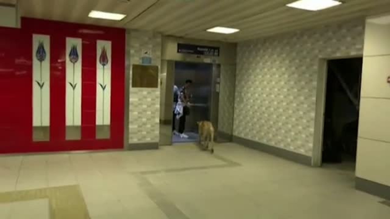 Boji, el perro famoso en Estambul por sus viajes en transporte público y una cuenta con miles de seguidores en las redes sociales