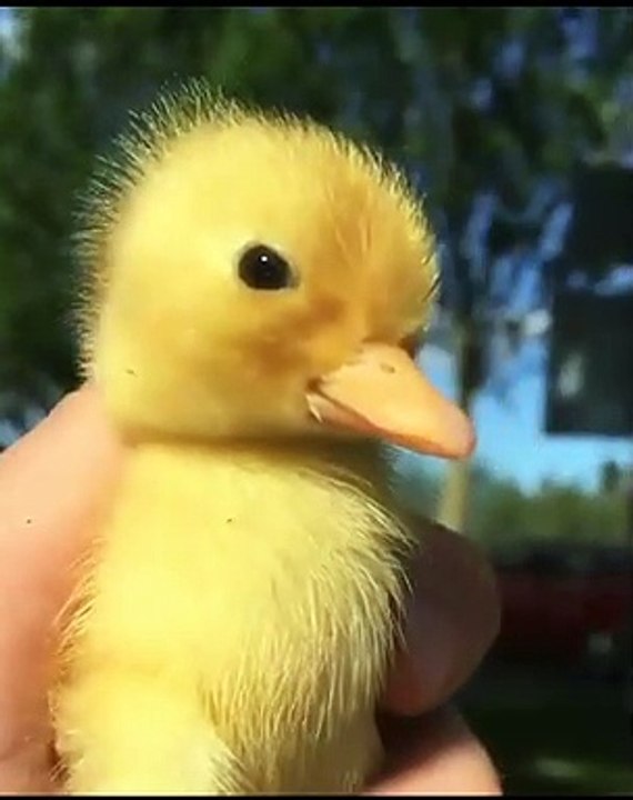 Duckling