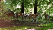 Relaxing Flute Music  Krishna Flute Music  Uplifting Flute Meditation Music