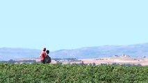 الجزائر توسع نطاق زراعة السلجم الزيتي بعد موسم تجريبي ناجح