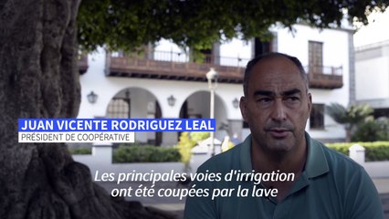 Eruption aux Canaries: la banane menacée par le volcan