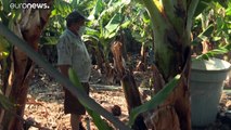 La ceniza ya afecta al 100% de las producciones de plátanos de La Palma