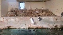 Penguins and seals at the Vienna Aquarium  #zooanimals #animalsforkids #zooschönbrunn