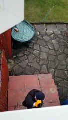 Un cambrioleur ne remarque pas que le propriétaire de la maison l'a vu depuis longtemps !
