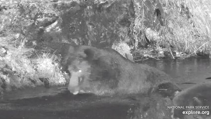 Bears search for a for a late night snack