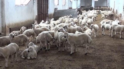 Bilimsel çalışmalarla "Kangal Akkaraman" koyununun ikiz doğum oranı arttı