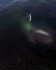 عندما يفتح الحوت فمه - When the whale opens its mouth