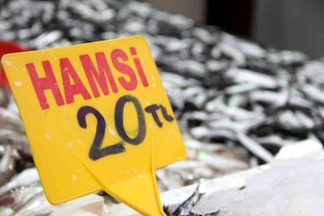 Sinop'ta hamsi bereketi: Kilosu 20 TL