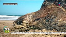 Contaminación y cambio climático ponen en alerta a tortugas caguama en BCS