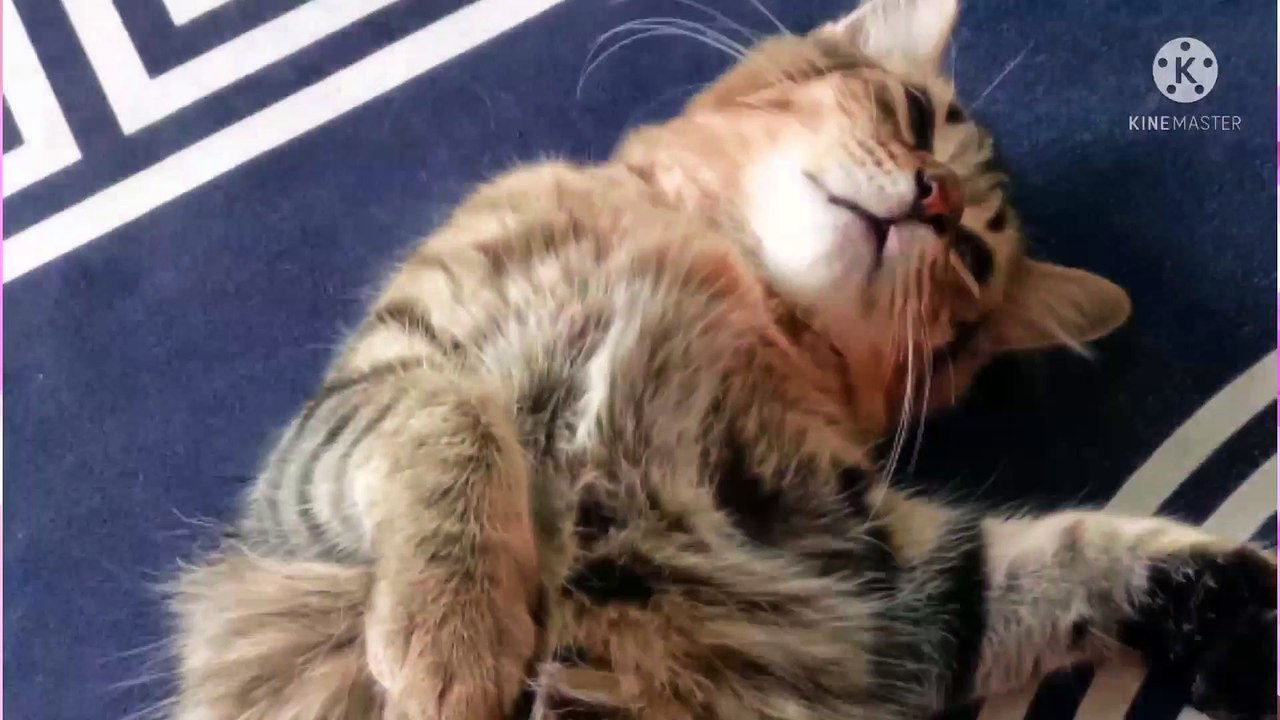 Kucing tidur berdengkur (cat sleep snoring).~ fat and cute cat