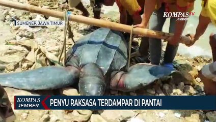 Penyu Raksasa Terdampar di Pantai, Warga Membantunya Kembali ke Tengah Laut