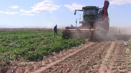 KAHRAMANMARAŞ - Şeker pancarında 370 bin ton rekolte bekleniyor