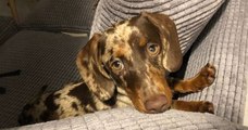 Angleterre : retrouvailles émouvantes entre un chien volé lors d'un cambriolage et sa propriétaire