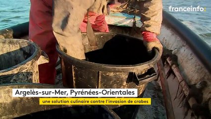 Quand la cuisine aide les pêcheurs à lutter contre la menace du crabe bleu